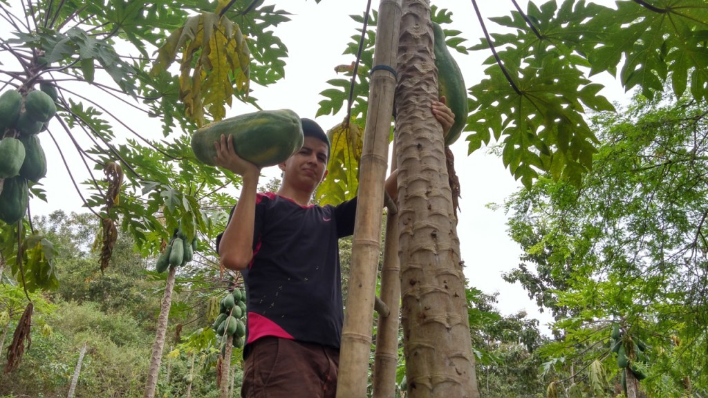 FincaSaritaGabrielPapaya