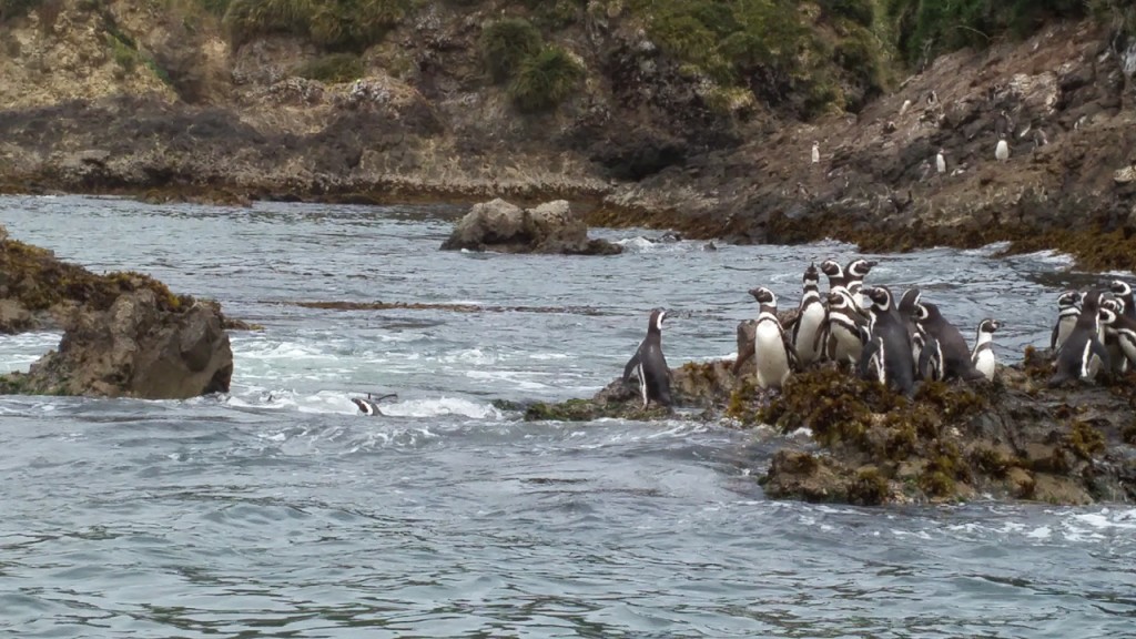 Penguins