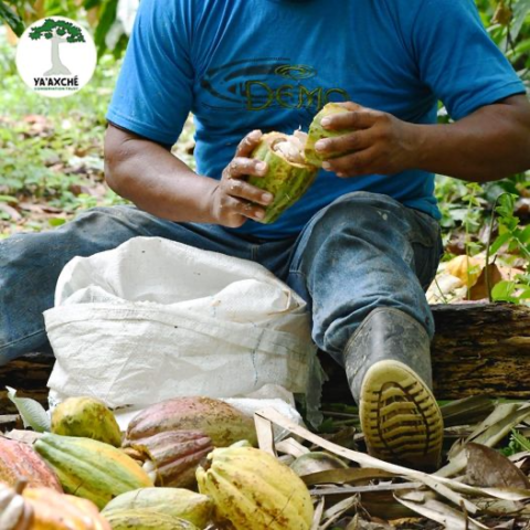 Belize Agroforestry